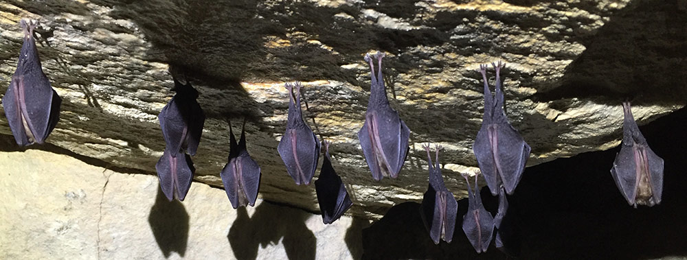 lesser horseshoe bats